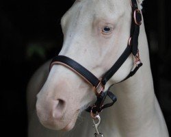 dressage horse Daytona (German Riding Pony, 2016, from Dating AT NRW)