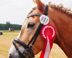 Springpferd Avalon 352 (Haflinger, 2010)