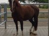 Dressurpferd Nelly (Welsh-Cob (Sek. C), 2001, von Abergavenny J.R.)