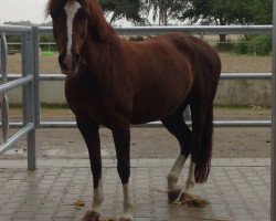 Dressurpferd Nelly (Welsh-Cob (Sek. C), 2001, von Abergavenny J.R.)