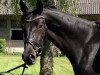 dressage horse Finest Dream 2 (Rhinelander, 2011, from Fürst Romancier)