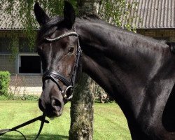 dressage horse Finest Dream 2 (Rhinelander, 2011, from Fürst Romancier)