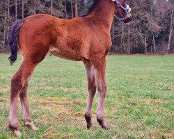 dressage horse Dansari (German Sport Horse, 2021, from Don Plaisier)