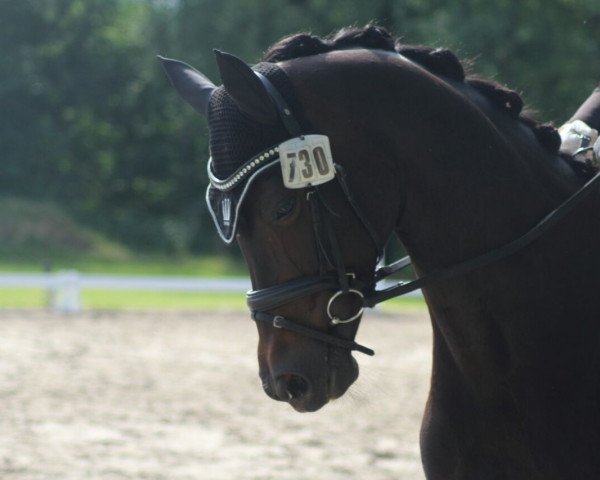 Dressurpferd Schokolotta (Koninklijk Warmbloed Paardenstamboek Nederland (KWPN), 2009, von San Remo)