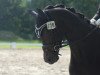 dressage horse Schokolotta (KWPN (Royal Dutch Sporthorse), 2009, from San Remo)