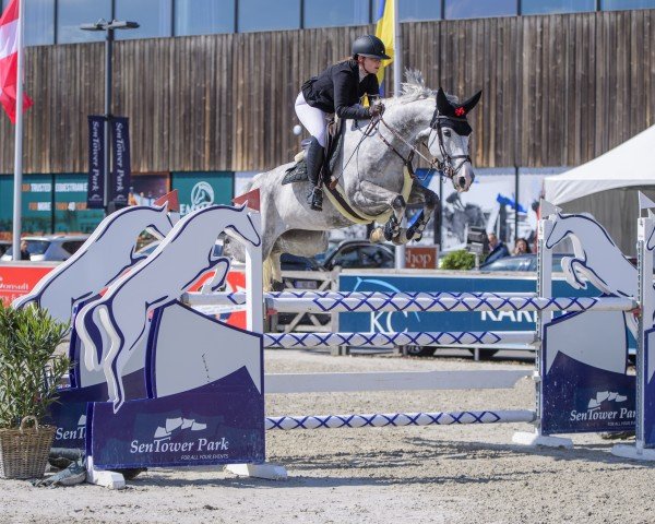 jumper Daiquiri 134 (Oldenburg show jumper, 2015, from Dakar VDL)