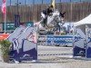 jumper Daiquiri 134 (Oldenburg show jumper, 2015, from Dakar VDL)