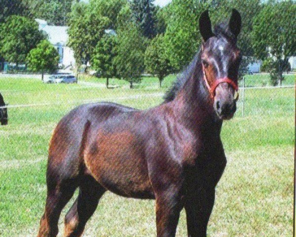 dressage horse Rock it Raven (Sachs-door. Heavy Warmbl., 2013, from Landvogt)