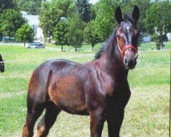 dressage horse Rock it Raven (Sachs-door. Heavy Warmbl., 2013, from Landvogt)