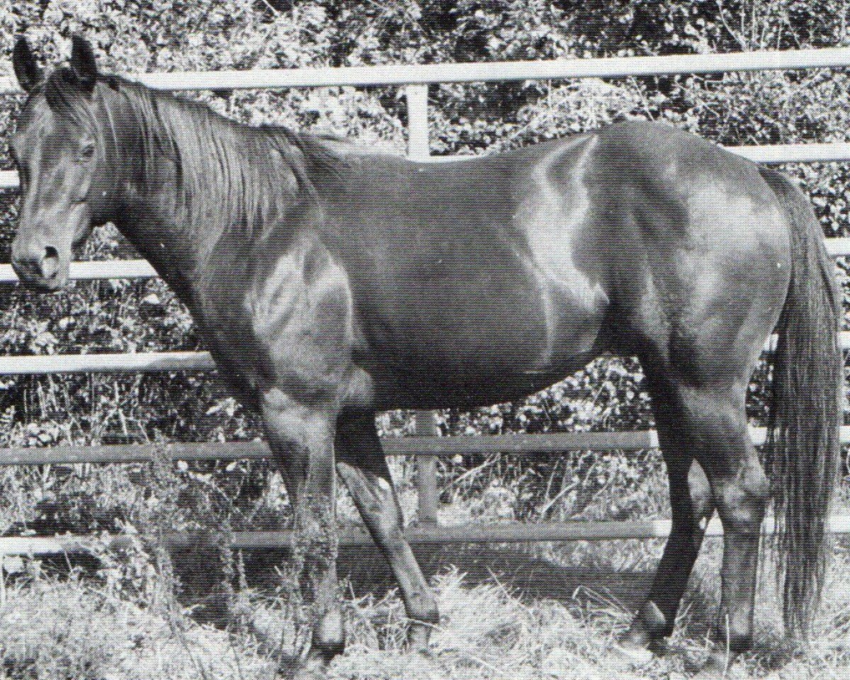 stallion Bueno Par (Quarter Horse, 1992, from Checkmate Black Par)