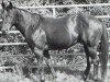 Deckhengst Bueno Par (Quarter Horse, 1992, von Checkmate Black Par)