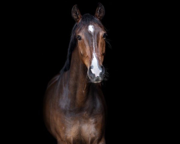 dressage horse Mr. Unique ST (Belgian Warmblood, 2017, from Daily Diamond)