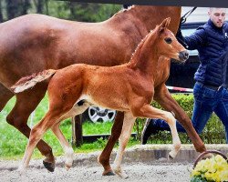 dressage horse Ikarus (German Sport Horse, 2021, from In My Mind NRW)