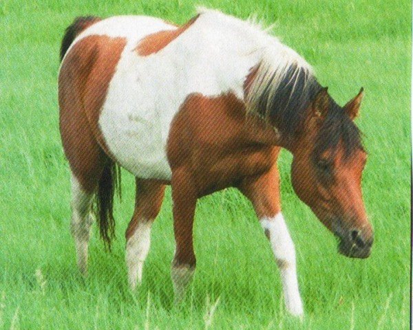 Pferd Nugget (Pintabian, 2009, von Nawar 4)