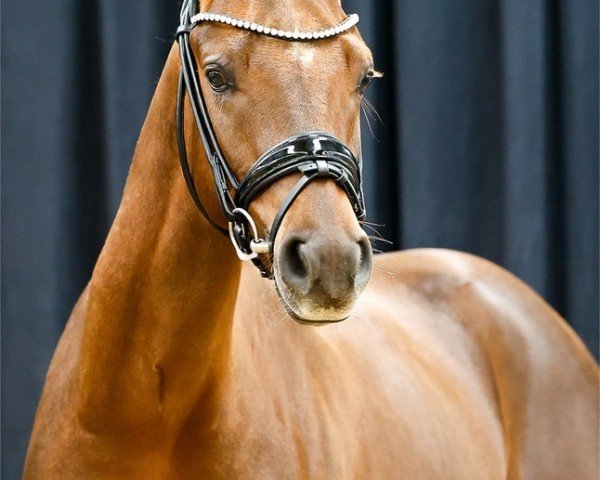 dressage horse Frieder (German Riding Pony, 2022, from Für immer Du)