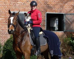 dressage horse Insterfreude W (Westphalian, 2009, from Insterburg TSF)