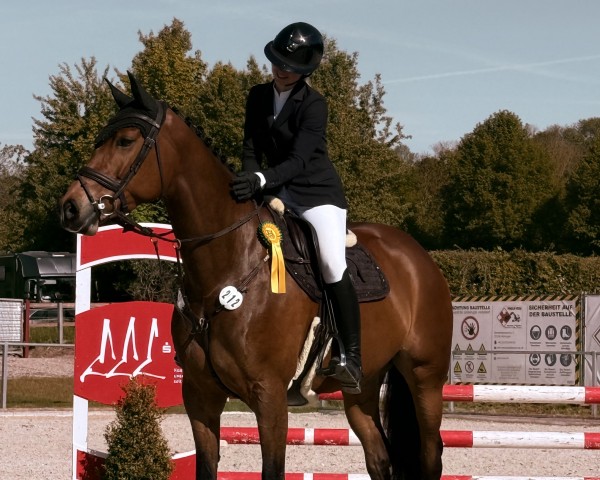 jumper Kocobelle (Hanoverian, 2019, from Karajan)