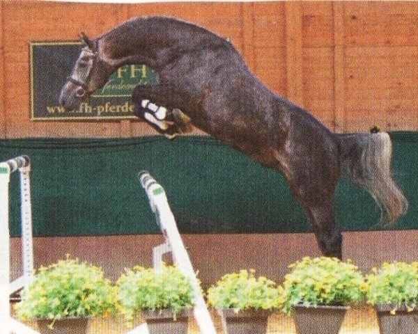 horse Clayton (Holsteiner, 2007, from Cassini I)