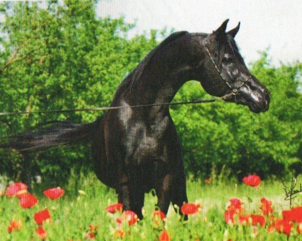 stallion Pasha Sharim EAO (Arabian purebred, 1999, from Pasha Farid EAO)