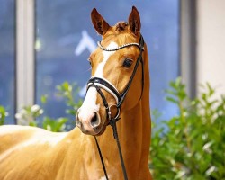 dressage horse Fortnite Horizon (Hanoverian, 2021, from Franz Joseph Junior)