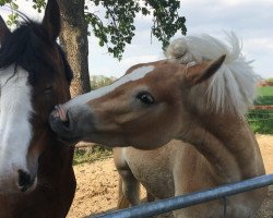 horse Nero (0,59% ox) (Haflinger, 2014, from Naidan)