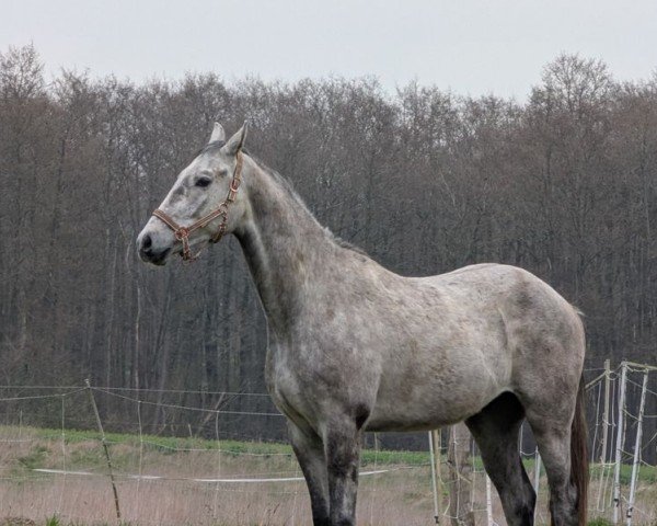 Springpferd Kastiel (Mecklenburger, 2021, von Karat du Plessis)