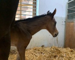 Springpferd Chapeau (Holsteiner, 2021, von Conthalou)