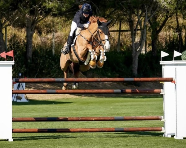 jumper Basic (Oldenburg show jumper, 2011, from Cartouche van het Zorgvliet)