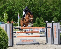 jumper Porsche (Belgian Warmblood, 2015, from Vannan)