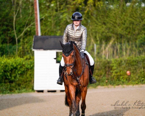 jumper Cincinnati Sun S (German Sport Horse, 2019, from Ciacomo)