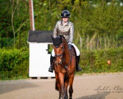 Springpferd Cincinnati Sun S (Deutsches Sportpferd, 2019, von Ciacomo)