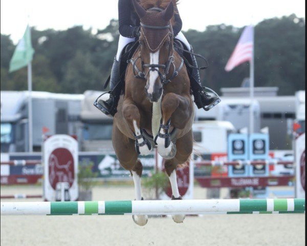 jumper Apple Jack DB Z (Zangersheide riding horse, 2017, from Aganix du Seigneur)