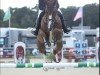 jumper Apple Jack DB Z (Zangersheide riding horse, 2017, from Aganix du Seigneur)