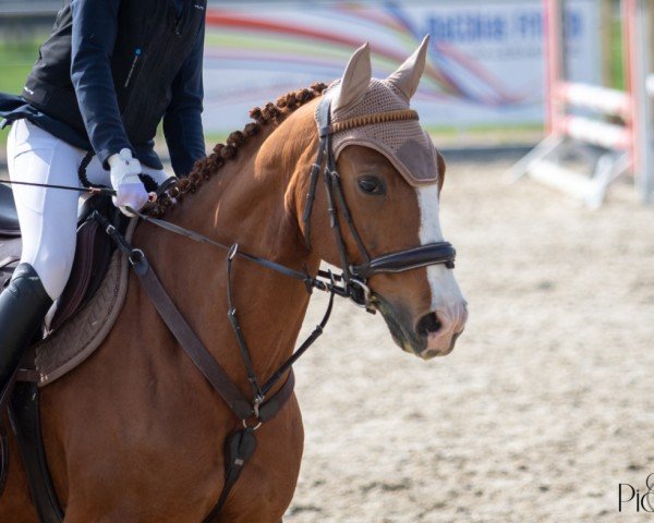 jumper Phlipp (Bavarian, 2012, from Pilot de Hus)