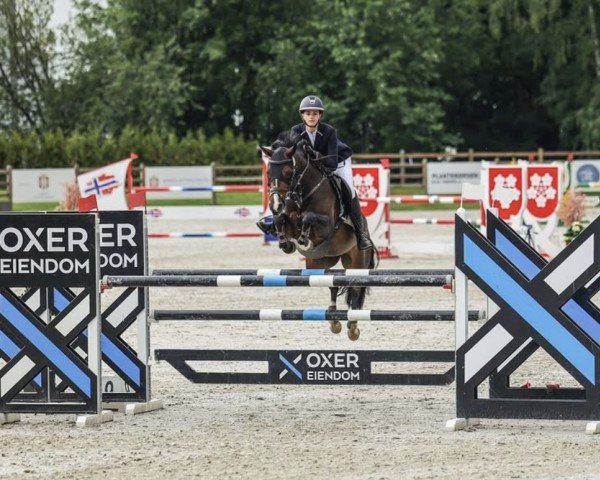 Springpferd Maya 389 (Deutsches Reitpony, 2015, von Mylord Carwyn)