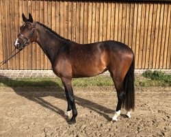 broodmare Co Co Chanel H&S (Westphalian, 2018, from Casallco)