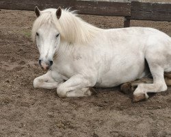 dressage horse Sputnik 126 (Haflinger Mix, 2013)