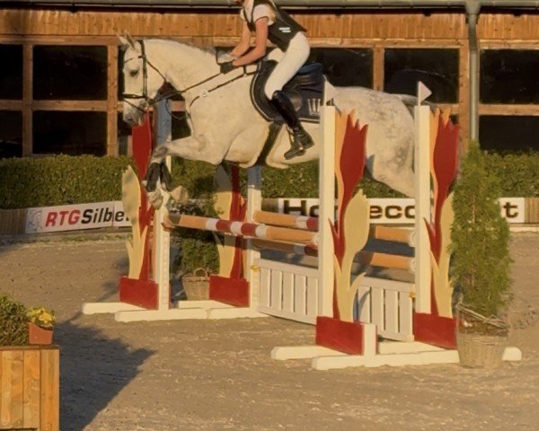 jumper My Cassiolinoïs Baltica (Holsteiner, 2019, from Cabrio van de Heffinck)