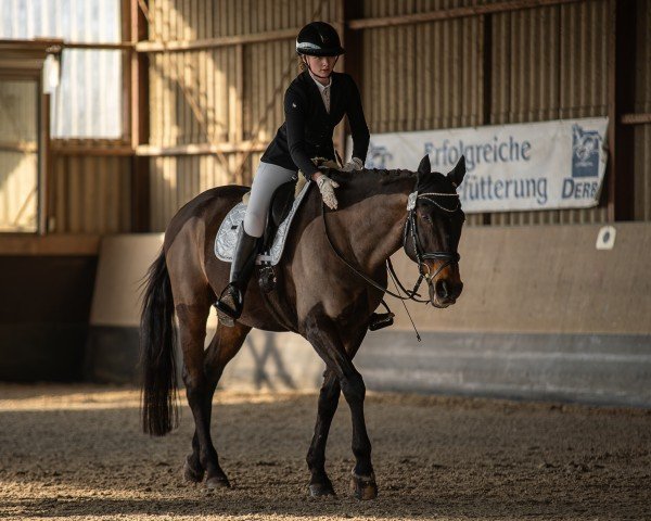 dressage horse Casper V (Hanoverian, 2001, from Colway Bold xx)