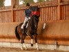 dressage horse Heyros (KWPN (Royal Dutch Sporthorse), 2012, from Apache)