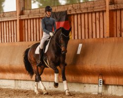 dressage horse Heyros (KWPN (Royal Dutch Sporthorse), 2012, from Apache)