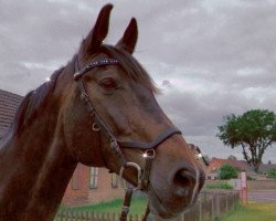 dressage horse Rosenlord (German Sport Horse, 2005, from Rosenprinz)