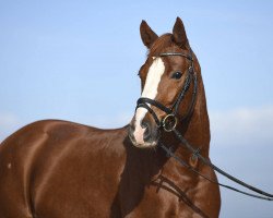 dressage horse Déjà-vu soleil (German Riding Pony, 2014, from Dancing Fox 2)