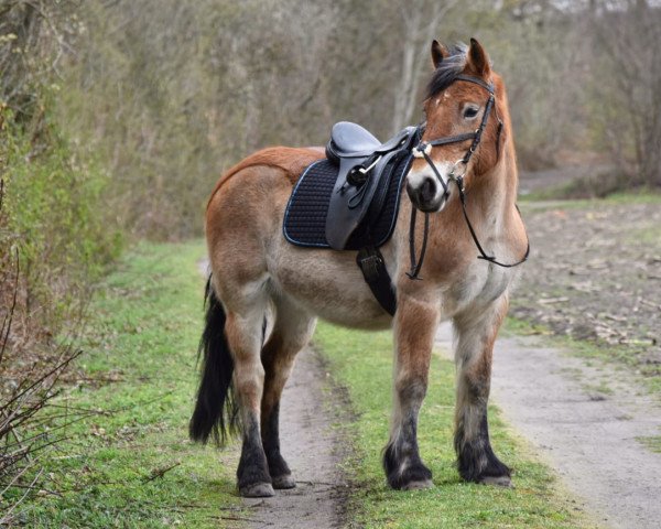 horse Brunette (Brabant/Belgian draft horse, 2001)