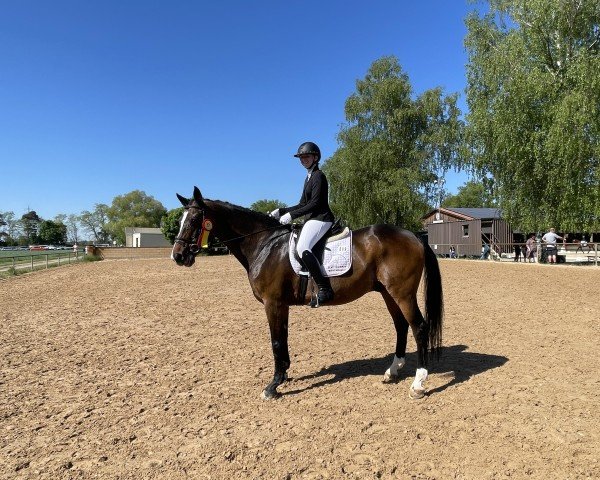 dressage horse Witali 4 (German Sport Horse, 2004, from Warstein)