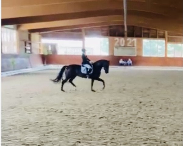 dressage horse Evian La Rouge (Westphalian, 2017, from Ehrenstolz)