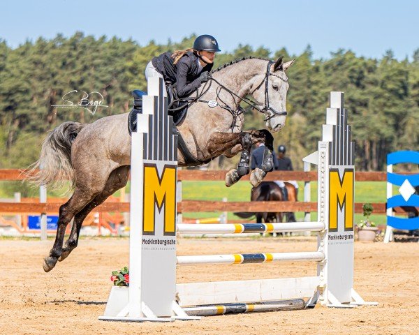 horse Cauley As (Oldenburg show jumper, 2020, from Colman)