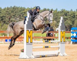 horse Cauley As (Oldenburg show jumper, 2020, from Colman)