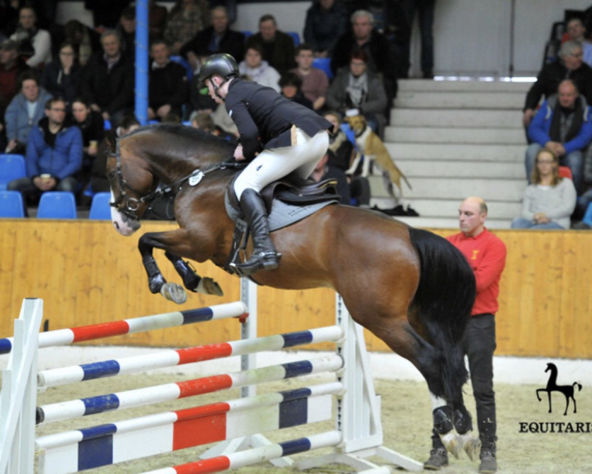 Deckhengst Quatman (Holsteiner, 2007, von Quintero)