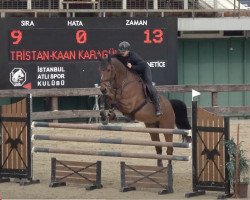 jumper Tristan A Z (Zangersheide riding horse, 2009, from Tsar Hero)